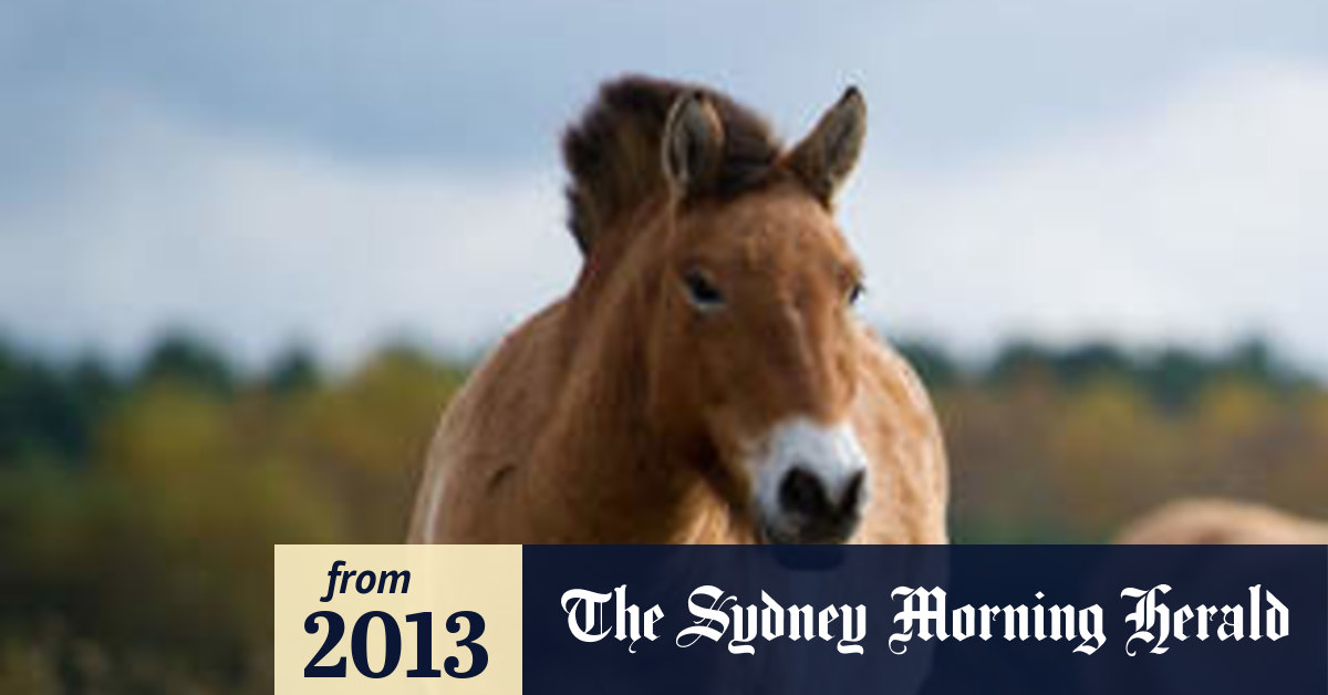 Wild horse DNA sets record